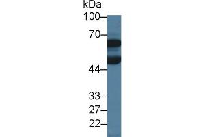 Western Blot; Sample: Porcine Cerebrum lysate; Primary Ab: 3µg/ml Rabbit Anti-Human DBR1 Antibody Second Ab: 0.