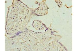 Immunohistochemistry of paraffin-embedded human placenta tissue using ABIN7156942 at dilution of 1:100