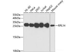 Western blot analysis of extracts of various cell lines using RPL14 Polyclonal Antibody at dilution of 1:1000. (RPL14 anticorps)