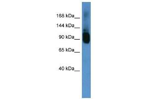 Western Blot showing Abcf1 antibody used at a concentration of 1-2 ug/ml to detect its target protein. (ABCF1 anticorps  (C-Term))