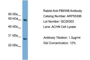 WB Suggested Anti-FBXW8  Antibody Titration: 0. (FBXW8 anticorps  (Middle Region))