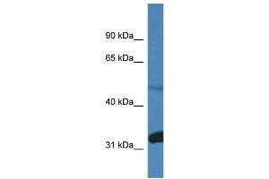 WB Suggested Anti-Ppp2r2d Antibody Titration: 1. (PPP2R2D anticorps  (C-Term))