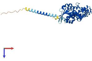 Guanine Nucleotide Binding Protein (G Protein) alpha 12 (GNA12) (AA 1-379) protein (His tag)