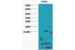 Western Blot (WB) analysis of HeLa, diluted at 1:2000. (Histone 3 anticorps  (H3K79me2))