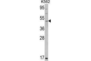 Western blot analysis of GATA2 Antibody (C-term) in K562 cell line lysates (35 µg/lane). (GATA2 anticorps  (C-Term))