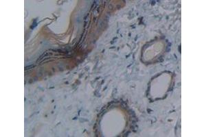 IHC-P analysis of Rat Tissue, with DAB staining. (DNASE1L2 anticorps  (AA 32-229))