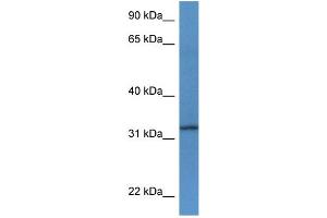WB Suggested Anti-Tspan33 Antibody Titration: 1. (TSPAN33 anticorps  (C-Term))