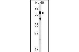 Western blot analysis in HL-60 cell line lysates (35ug/lane). (HSF4 anticorps  (N-Term))