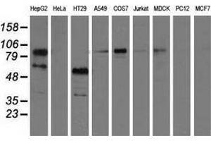Western blot analysis of extracts (35 µg) from 9 different cell lines by using anti-PIK3AP1 monoclonal antibody. (PIK3AP1 anticorps)