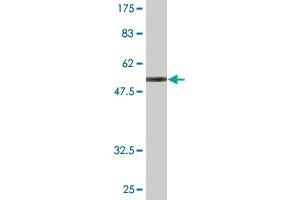 Western Blot detection against Immunogen (51.