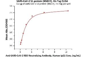 Immobilized SARS-CoV-2 S1 protein (N501Y), His Tag (ABIN6973242) at 2 μg/mL (100 μL/well) can bind A-CoV-2 RBD Neutralizing Antibody, Human IgG1 (SAD-S35) with a linear range of 0.