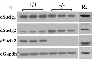 Gene trap screen for mitochondrial phenotypes identifies Sucla2 mutant allele.