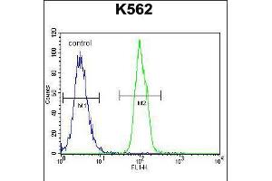 Flow cytometric analysis of K562 cells (right histogram) compared to a negative control cell (left histogram). (SFRP4 anticorps  (C-Term))