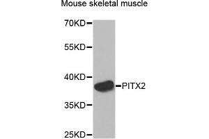 Western blot analysis of extracts of Mouse skeletal muscle cells, using PITX2 antibody. (PITX2 anticorps)