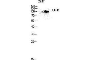 Western Blot (WB) analysis of 293T lysis using CD31 antibody. (CD31 anticorps  (Thr224))