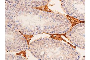 ABIN6267288 at 1/100 staining mouse testis tissue sections by IHC-P.
