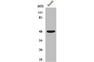 Western Blot analysis of HepG2 cells using Enolase Polyclonal Antibody