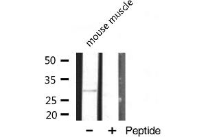Western blot analysis of MRPL10 expression in mouse muscle lysate