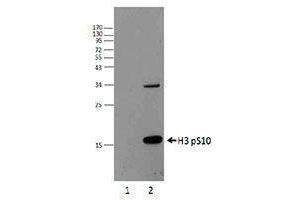 Western Blotting (WB) image for anti-Histone H3 (H3) (pSer10) antibody (ABIN2666380)