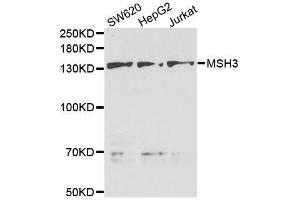 Western blot analysis of extracts of various cell lines, using MSH3 antibody.
