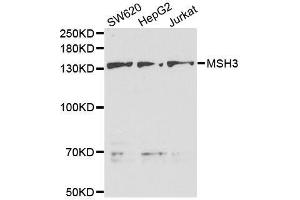 Western blot analysis of extracts of various cell lines, using MSH3 antibody. (MSH3 anticorps  (AA 617-761))