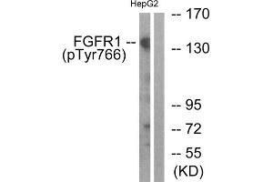 Western blot analysis of extracts from HepG2 cells, treated with EGF (200ng/ml, 30mins), using FGFR1 (Phospho-Tyr766) antibody. (FGFR1 anticorps  (pTyr766))