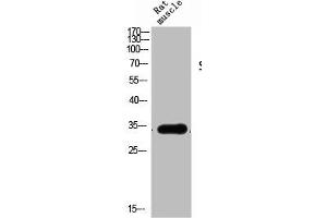 Western Blot analysis of RAT-MUSCLE cells using Siah-1/2 Polyclonal Antibody