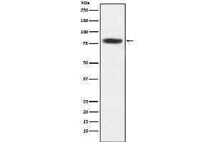 Western blot analysis of CARS expression in 293T cell lysate.