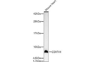 Western blot analysis of extracts of Mouse heart, using COX7 antibody (4721) at 1:500 dilution. (COX7A1 anticorps  (AA 1-79))