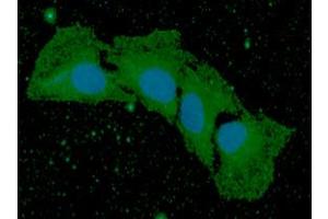 ICC/IF analysis of BMP8b in HaLe cells.