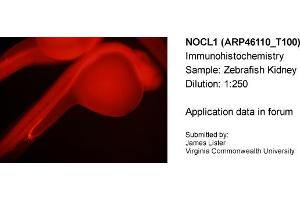 Sample Type: Zebrafish KidneyDilution: 1:250 (NOLC1 anticorps  (C-Term))