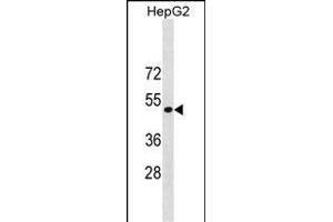 ST6GAL1 Antibody (Center) (ABIN1881841 and ABIN2838853) western blot analysis in HepG2 cell line lysates (35 μg/lane). (ST6GAL1 anticorps  (AA 178-206))