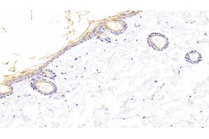 Detection of KL in Rat Skin Tissue using Polyclonal Antibody to Klotho (KL)