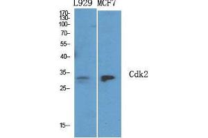 Western Blot (WB) analysis of specific cells using Cdk2 Polyclonal Antibody. (CDK2 anticorps  (C-Term))