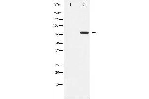 Western blot analysis of PKC theta phosphorylation expression in PMA treated Jurkat whole cell lysates,The lane on the left is treated with the antigen-specific peptide.