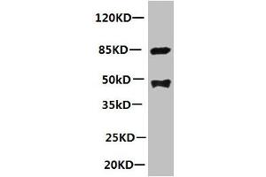 All lanes: Mouse anti-human Platelet-activating factor acetylhydrolase monoclonal Antibody at 1 μg/mL Lane 1:mouse spleen tissue Secondary:HRP labeled Goat polyclonal to Mouse IgG at 1/3000 dilution Predicted band size : 48kd Observed band size : 44kd Additional bands at: 85kd (PLA2G7 anticorps)