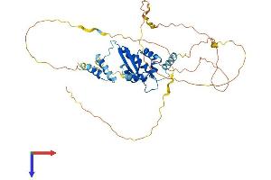 AlphaFold protein structure predicition of Mouse Recombinant Khdrbs1 Protein, UniprotID Q60749