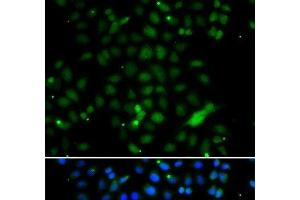 Immunofluorescence analysis of A549 cells using ELF4 Polyclonal Antibody