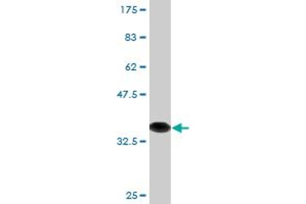 SNAPIN antibody  (AA 41-136)