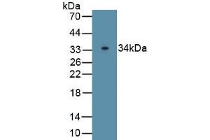Detection of Recombinant Pgp, Rat using Polyclonal Antibody to Permeability Glycoprotein (Pgp)