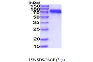 SDS-PAGE (SDS) image for Membrane Metallo-Endopeptidase (MME) (AA 52-750) protein (His tag) (ABIN7281274)