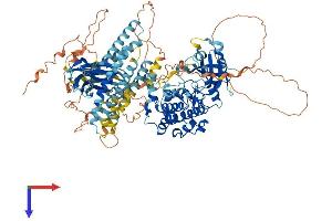 AlphaFold protein structure predicition of Human Recombinant PKN2 Protein, UniprotID Q16513