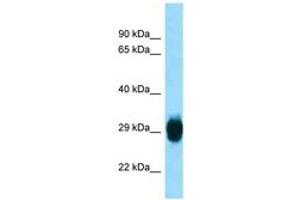 Image no. 1 for anti-Spindle and Kinetochore Associated Complex Subunit 1 (SKA1) (AA 51-100) antibody (ABIN6748283) (SKA1 anticorps  (AA 51-100))