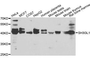 Western blot analysis of extracts of various cell lines, using SH3GL1 antibody.