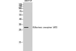 Western Blotting (WB) image for anti-Olfactory Receptor, Family 10, Subfamily T, Member 2 (OR10T2) (C-Term) antibody (ABIN3176475) (OR10T2 anticorps  (C-Term))