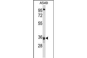 Western blot analysis in A549 cell line lysates (35ug/lane). (CCDC50 anticorps  (AA 86-114))