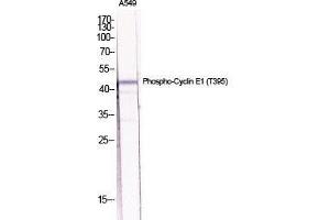 Western Blot (WB) analysis of specific cells using Phospho-Cyclin E1 (T395) Polyclonal Antibody.