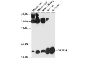 Western blot analysis of extracts of various cell lines, using MRPL34 antibody (ABIN7268568) at 1:1000 dilution. (MRPL34 anticorps  (AA 16-92))