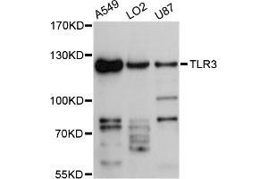 Western blot analysis of extracts of various cell lines, using TLR3 antibody (ABIN4905430) at 1:3000 dilution. (TLR3 anticorps)