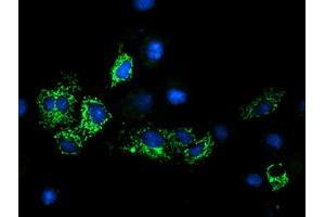 Anti-GATM mouse monoclonal antibody (ABIN2454759) immunofluorescent staining of COS7 cells transiently transfected by pCMV6-ENTRY GATM (RC200474). (GATM anticorps)